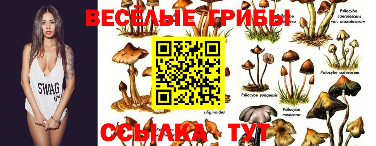 Галлюциногенные грибы Psilocybine cubensis Электросталь